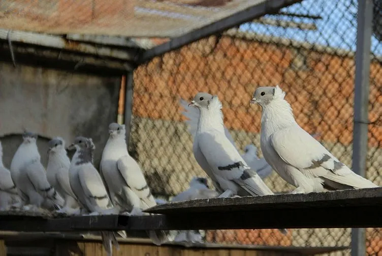 Güvercinlere 4 kapı ve kameralı güvenlik