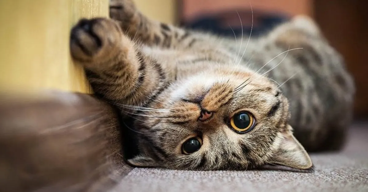 ruyada kedi gormek ne anlama gelir ruyada beyaz siyah ve kara kedi yavrusu gormek ne demek ruya tabirleri haberleri ruyada kedi gormek ne anlama gelir ruyada beyaz siyah ve kara kedi yavrusu gormek ne demek ruya tabirleri haberleri