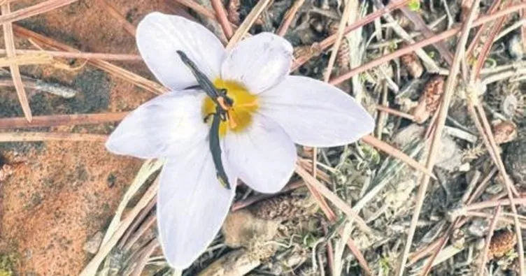 Sultan’ı koparana 387 bin lira ceza