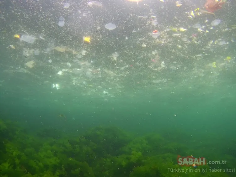 Yenikapı sahilinde iç acıtan görüntü... Balıklar kirliliğin içinde yaşam savaşı veriyor