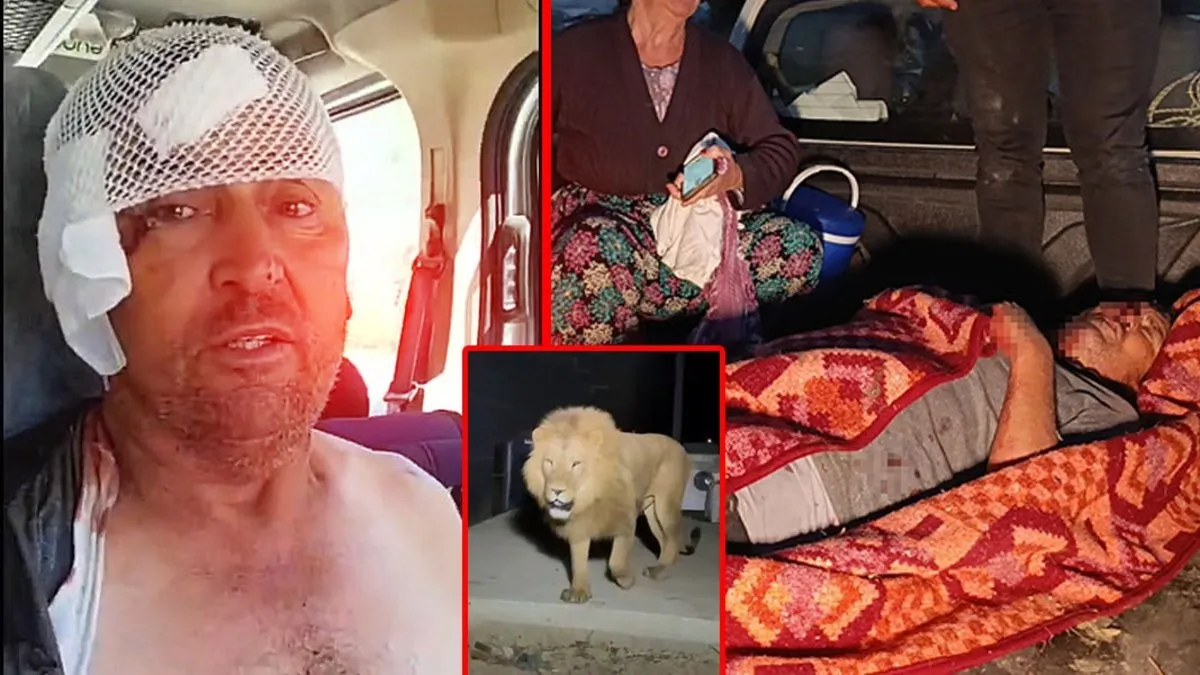 Antalya'da aslan paniği! Tarlada uyuyan Süleyman Kır o dehşet anlarını anlattı: Önce hayalet sandım...