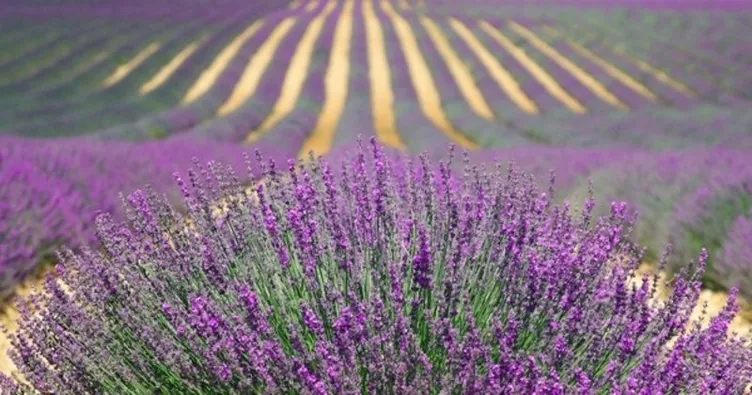 Lavanta ne zaman toplanır? Lavanta çiçeği hangi mevsimde ve ayda olur?
