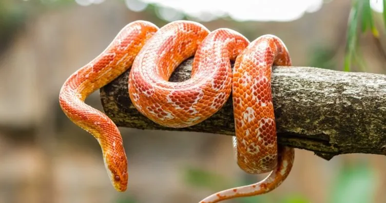 Rüyada Kırmızı Yılan Görmek Ne Anlama Gelir? Rüyada Kırmızı Benekli Yılan Görmenin ve Öldürmenin Anlamı