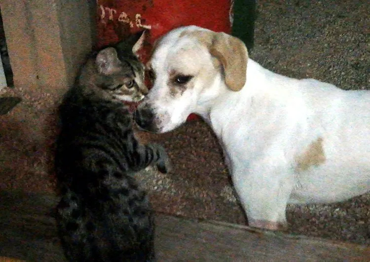 Kedi ile köpeğin dostluğu görenleri şaşırtıyor Son Dakika Haberler