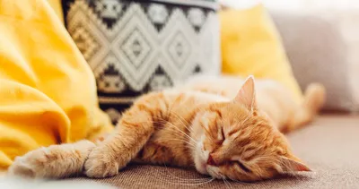 Kediler neden tam anlamıyla uykuya dalmaz? Asıl sebebini duyunca çok şaşıracaksınız…