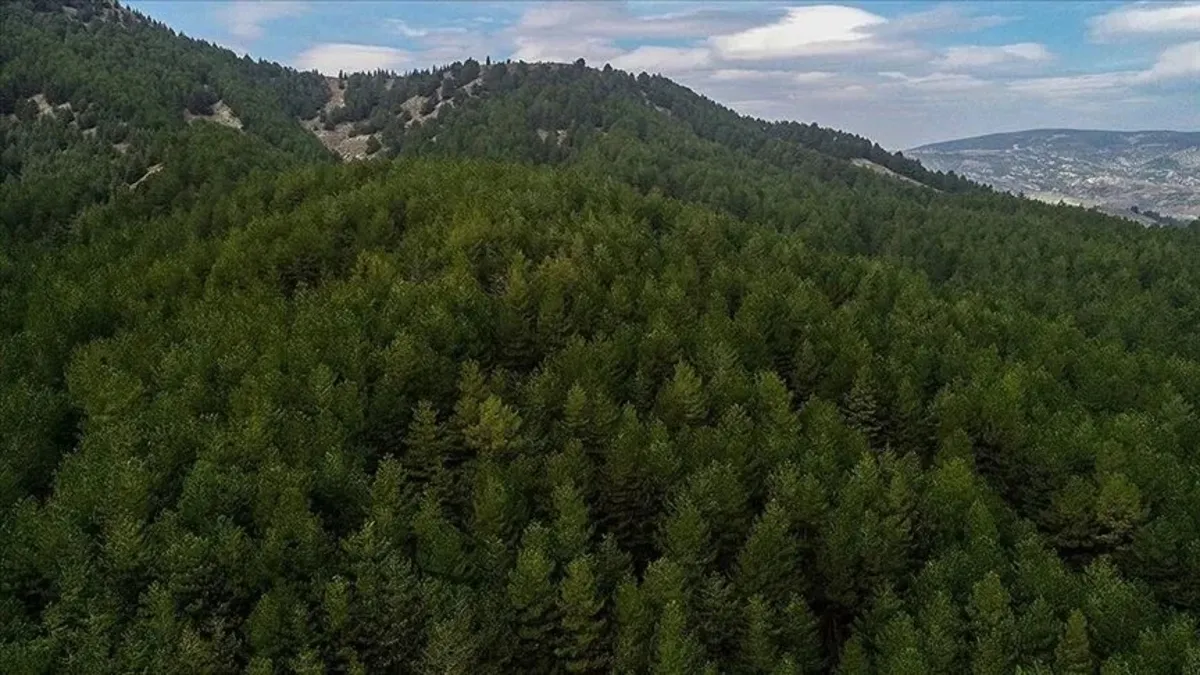 Sivas Valiliği ormanlık alanlara girişi yasakladı
