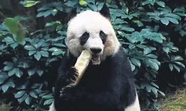 En yaşlı panda 37’sinde öldü