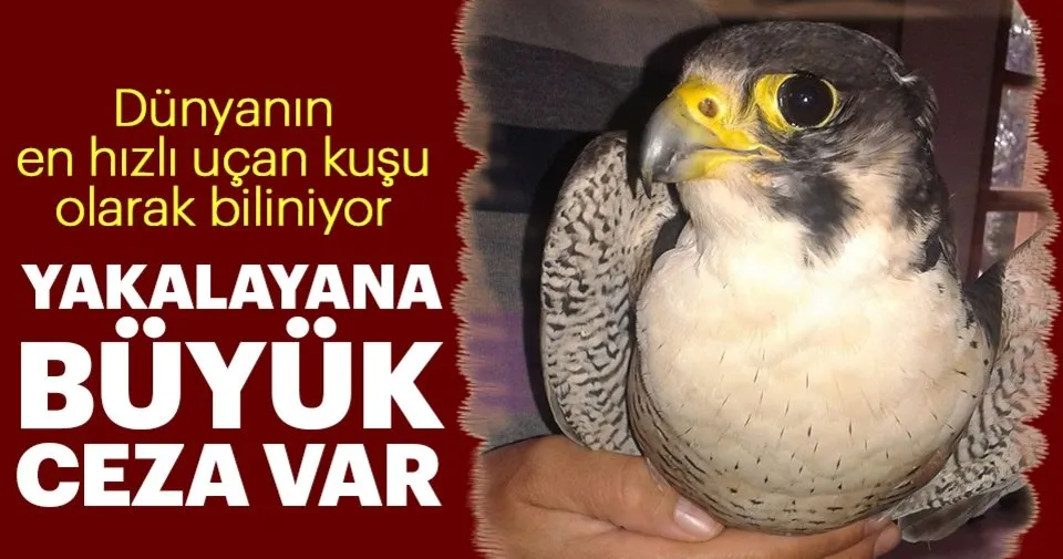 kacak gokdogan avina buyuk ceza sayfa 2 son dakika haberler