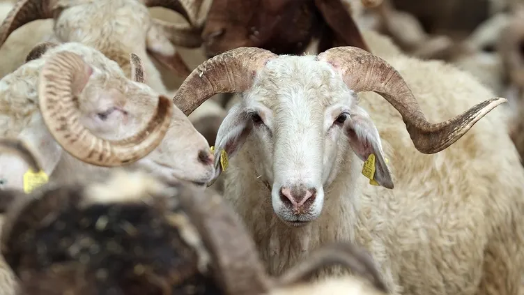 300 bin TL’ye de var 30 bin TL’ye de! 2026 kurbanlık fiyatları netleşti