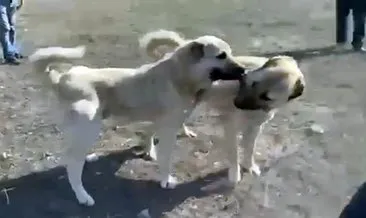 Yer Erzincan: Kangal dövüşü görüntülerine soruşturma! #erzincan