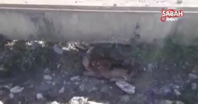 Susuzluktan ölmek üzere olan geyik yavrusu hayata döndürüldü | Video