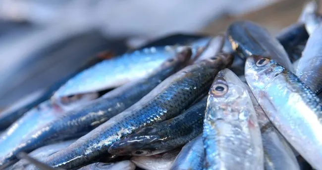 Ruyada Balik Gormek Ne Anlama Gelir Ruyada Balik Gormek Ve Tutmak Hakkinda Yorum Ruya Tabirleri Haberleri