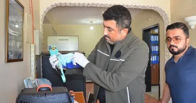 Muş’ta hayvansever vatandaş koruma altındaki kuşu kurtardı #mus