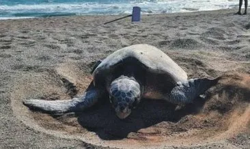 Caretta carettaların yuvaları hazırlanıyor #mugla