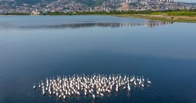 İzmit Körfezi flamingolarla renklendi: Ekolojik çalışmalar meyvesini veriyor #kocaeli