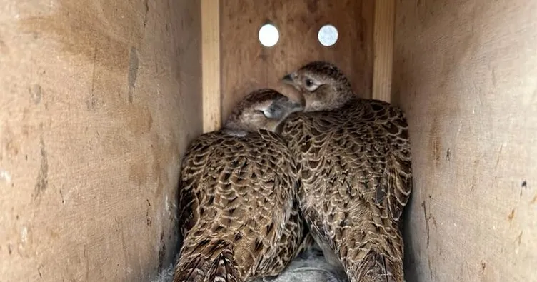 Amasya’da 9 yabani hayvan yakalandı
