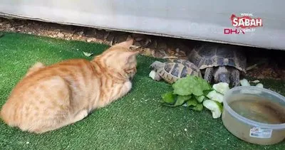 Mersin’de kaplumbağa ve kedilerin yürekleri ısıtan dostluğu kamerada | Video
