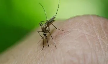 Son dakika...Sivrisinekler coronavirüs bulaştırır mı? İşte Covid-19 ile ilgili çarpıcı araştırma