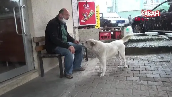 Trabzon'da patisini tedavi ettiği köpekle esnaf arasındaki duygulandıran sevgi bağı kamerada | Video
