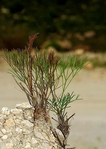 Yeni bir bitki türü keşfedildi! Eferezenesi sadece İzmir’de var...