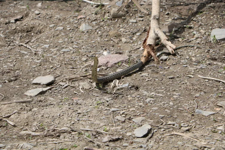 Hakkari'deki o evden 20 yılan daha çıktı...