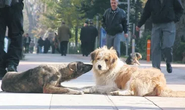 Can dostunu terk edene ağır ceza! Kanun teklifi netleşmeye başladı: Sorumsuz belediye hesabını verecek