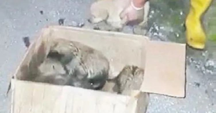 Yavru köpekler için seferberlik