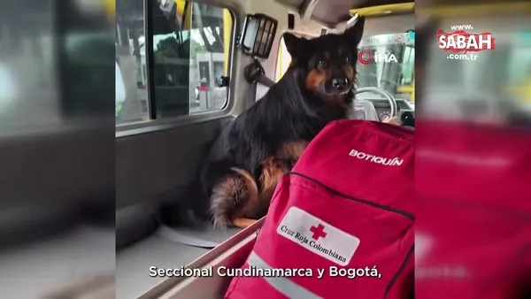 Türkiye'de deprem çalışmalarına katılan arama-kurtarma köpeği Aaron hayatını kaybetti | Video