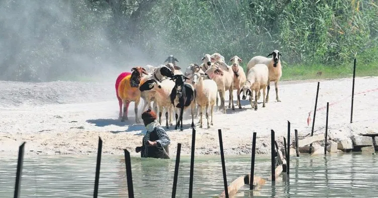 Sudan koyun geçirme yarışması
