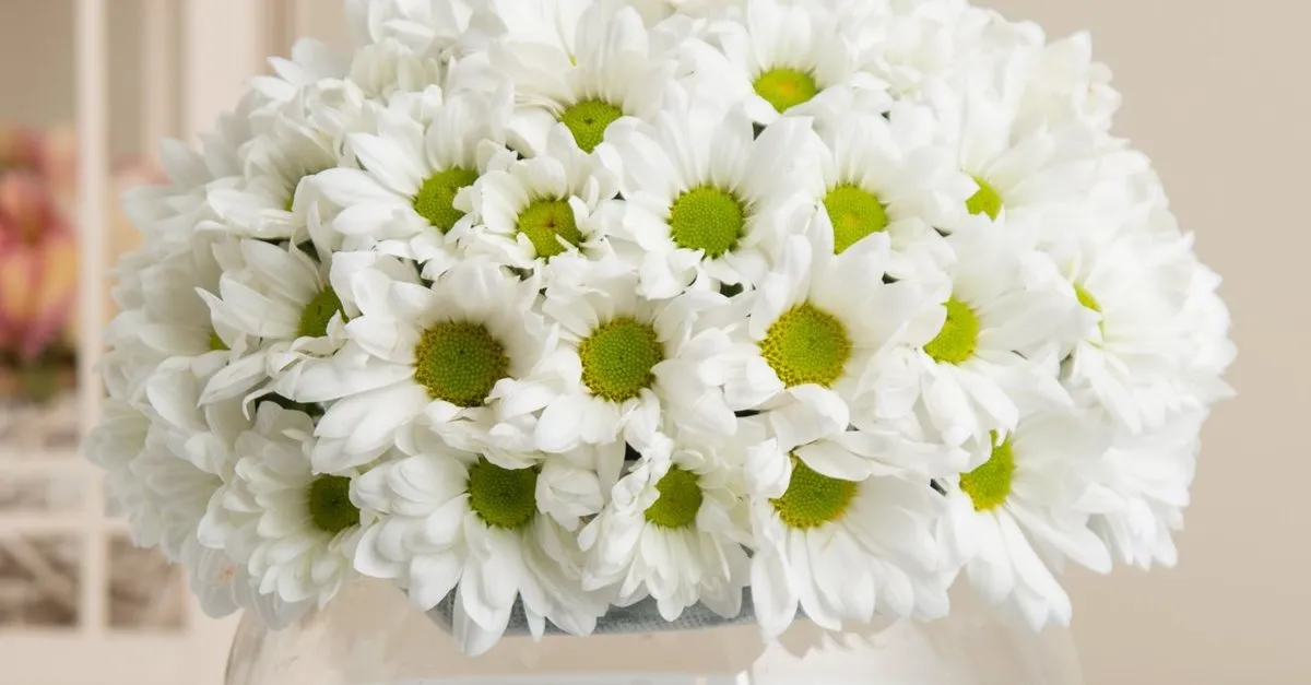 Cicek Sepeti Musteri Hizmetleri Telefon Numarasi Kac Son Dakika Haberler