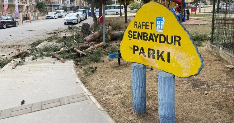 Gaziemir’de ağaç katliamı