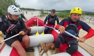 Selde mahsur kalan hayvanları Raftingciler kurtardı #duzce