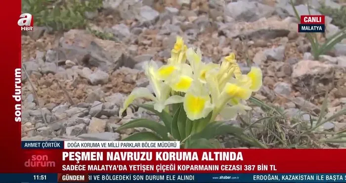 Sadece Malatya’da yetişen çiçek: Peşmen Navruzu | Video