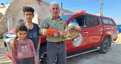 Şanlıurfa’da yaralı kızıl şahin çocuklar tarafından tarlada buldu #sanliurfa