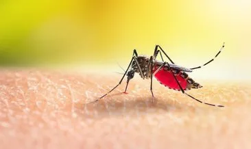 Aedes sivrisineği alerjik reaksiyona yol açıyor