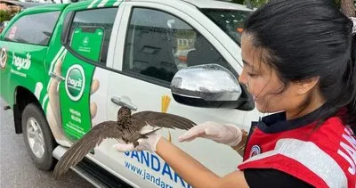 Jandarma yol kenarında yaralı Ebabil Kuşu buldu #zonguldak