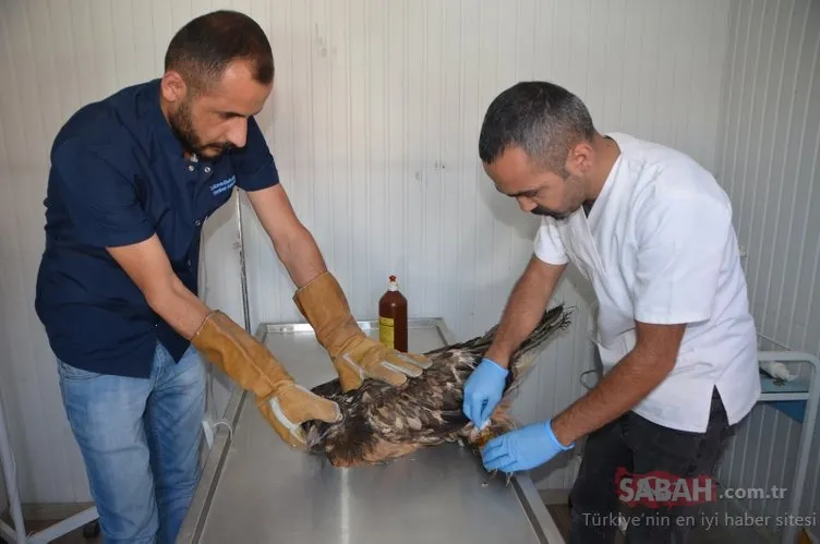 Yaralı sakallı akbaba tedavi altında