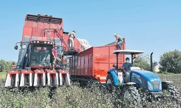 Beyaz altında hasat zamanı