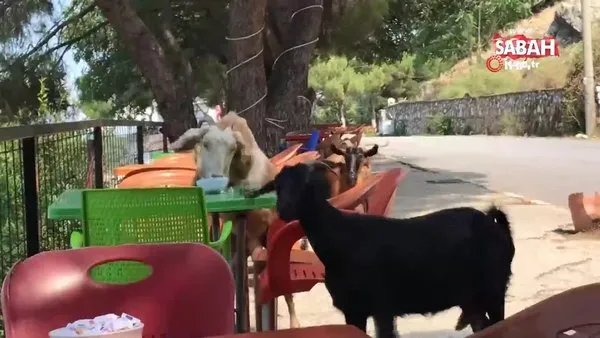 Manisa'da kafeyi basan keçiler, masaların üstünde ne buldularsa böyle mideye indirdiler!