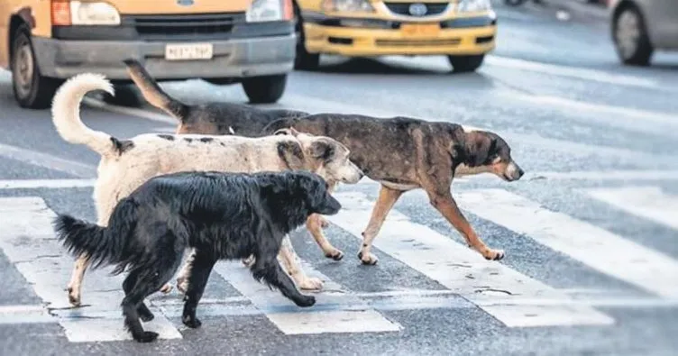 Sokak köpekleri emekli profesörü öldürdü