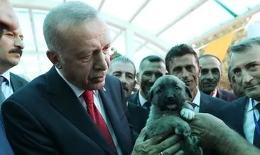 Başkan Erdoğan’da Hayvan Hakları Yasası talimatı!