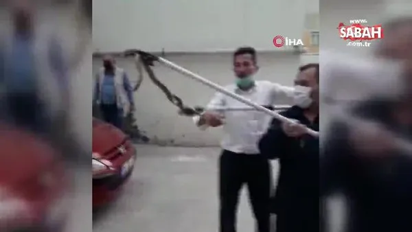 Son dakika haberleri... Ankara'da apartmanda yılan paniği | Video