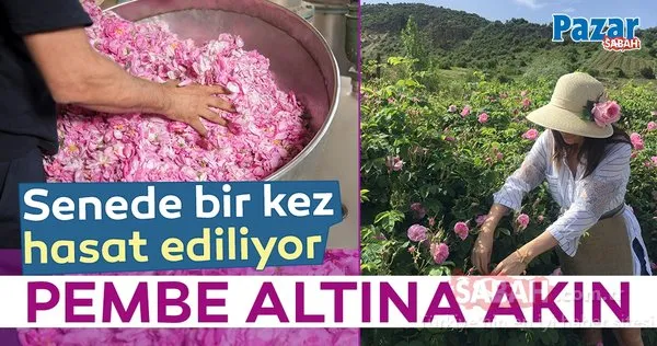 Pembe altına akın