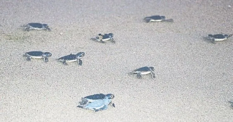 Yeşil kaplumbağalar Denizle buluşuyor