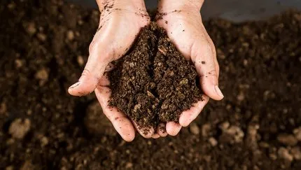 Yarasa Gübresi Nasıl Kullanılır? Bitkilerde Yarasa Gübresi Ne İşe Yarar, Ne Zaman Atılır?