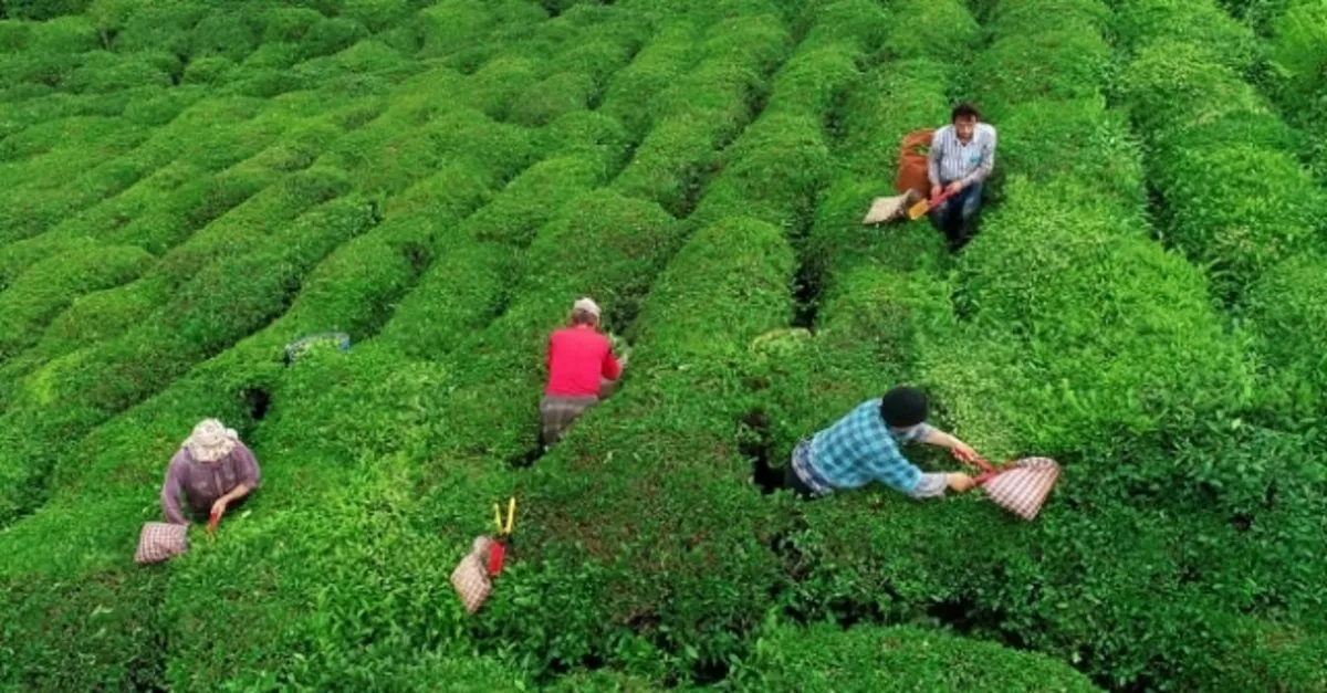 SON DAKİKA: Doğu Karadeniz'de çay üreticileri kısıtlamadan muaf tutuldular - Son Dakika Haberler