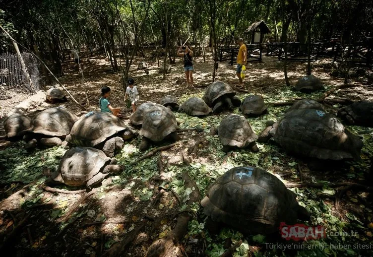 Dev kaplumbağaların yuvası: Changuu Adası - Zanzibar
