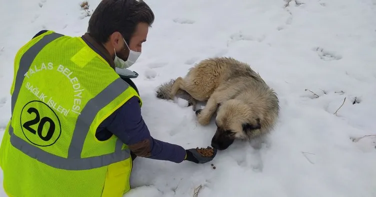 Talas’ın sokak hayvanları özel ekibi