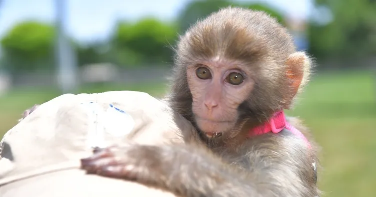 Kayser Hayvanat Bahçesi’nin yeni misafiri: örümcek maymunu