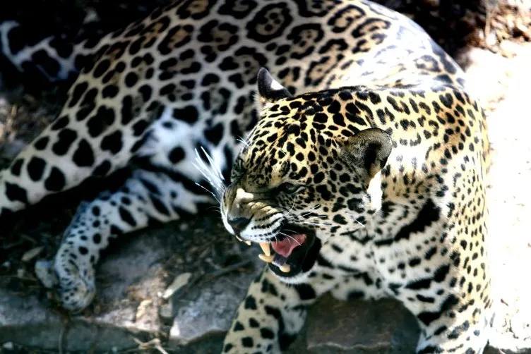 Müzmin bekar dişi jaguara eş aranıyor